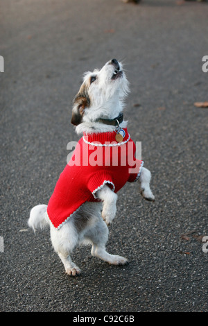 La stravagante Londra annuale Santa Run, tenutasi all'inizio di dicembre, nel Parco di Battersea, Londra, Inghilterra Foto Stock