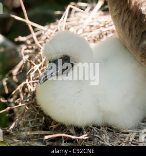 Red-Footed booby (Sula sula) pulcino nel nido, Genovesa Island, Isole Galapagos, Ecuador Foto Stock