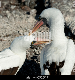 Close-up di Nazca Booby (Sula granti) con i suoi giovani, il Principe Filippo le fasi, Genovesa Island, Isole Galapagos, Ecuador Foto Stock
