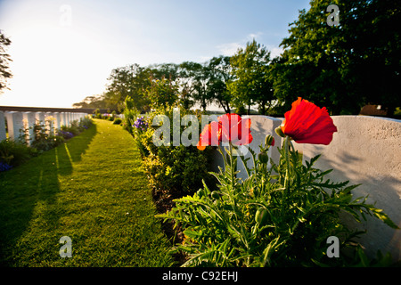 Close up di fiori che crescono sulle tombe Foto Stock