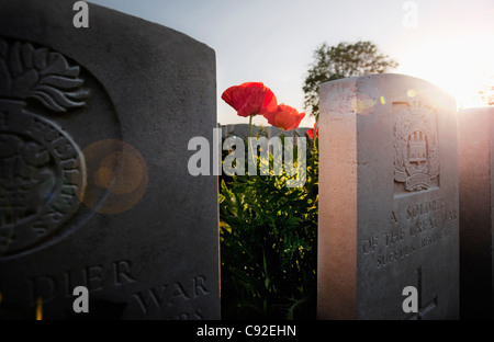 Close up di fiori che crescono sulle tombe Foto Stock