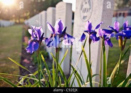 Close up di fiori che crescono sul grave Foto Stock