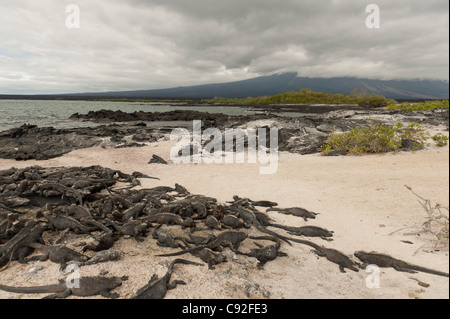 Colonia di iguane marine (Amblyrhynchus cristatus), Punta Espinoza, Fernandina Island, Isole Galapagos, Ecuador Foto Stock