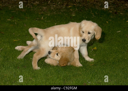 Daisy (la più scura di questi due golden retriever cuccioli) sotto il suo fratello Boo giocando in dell'allevatore giardino anteriore di età superiore a dodici settimane Foto Stock