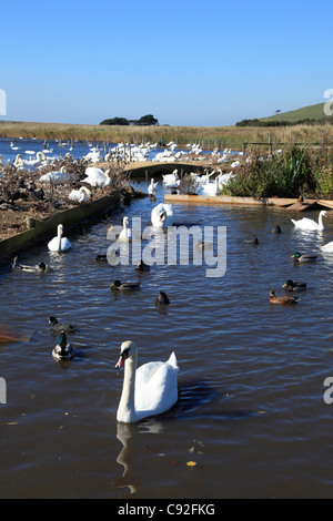 Il Swannery a Abbotsbury è gestita una colonia di cigni e è l'unica colonia del suo tipo in tutto il mondo. Foto Stock