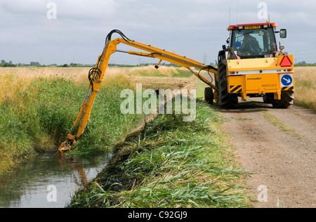 Cancellazione di canne da dyke in west Norfolk, Inghilterra Foto Stock