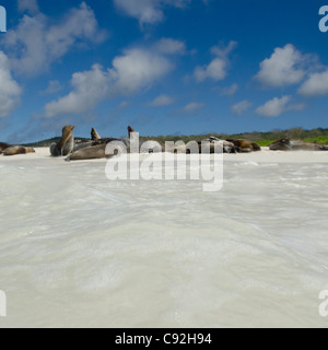 Le Galapagos i leoni di mare (Zalophus californianus wollebacki) appoggiato sulla spiaggia, San Cristobal Island, Isole Galapagos, Ecuador Foto Stock