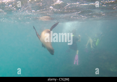 Subacquea alle Galapagos Foto Stock