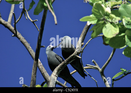 Il corteggiamento Noddies minore Anous tenuirostris in una struttura ad albero su Bird Island, Seychelles, con il profondo blu del cielo sopra Foto Stock