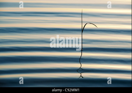 Sunset silhouette gambo di erba che riflette in una piscina increspata india Foto Stock