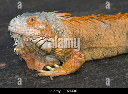 Iguana verde, Iguana iguana. Sul ramo, in cattività, specie non autoctone, Parco delle farfalle e Regno degli insetti, Isola di Sentosa, Singapore, Asia Foto Stock