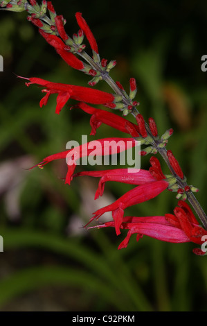 La Salvia rutilans ananas salvia Foto Stock