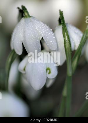 Un piccolo cluster di bucaneve ( Galanthus nivalis ) impostare contro la luce Foto Stock