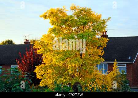 Robinia Pseudoacacia ricca cultivar Frisia giallo dorato piantato come albero deciduo ornamentale nel giardino sul retro del primo mattino del sole Essex Inghilterra Regno Unito Foto Stock