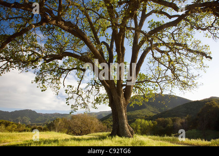 CALIFORNIA - Quercia crescente nella Paramount Ranch area del Santa Monica Mountains National Recreation Area. Foto Stock