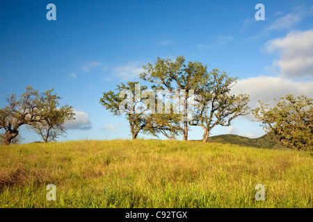 CALIFORNIA - alberi di quercia che cresce in Paramount Ranch area del Santa Monica Mountains National Recreation Area. Foto Stock