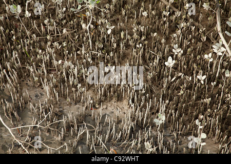 I germogli di mangrovia, Broome, regione di Kimberley, Australia occidentale, Australia Foto Stock