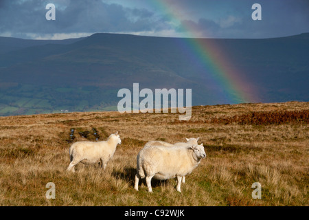 Tre pecore su Mynydd Llangattock con le montagne nere e rainbow sullo sfondo parco Nazionale di Brecon Beacons Powys Wales UK Foto Stock