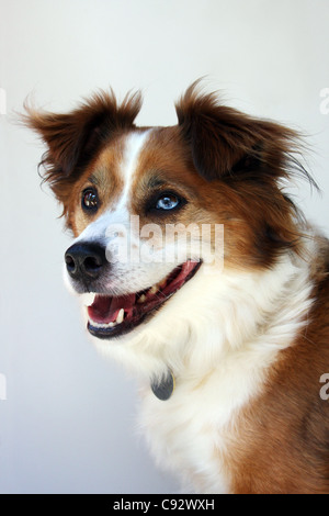 Pastore australiano e Border Collie mix di razza del cane Foto Stock