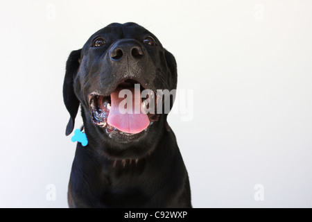 Nero Labrador Retriever cane Foto Stock