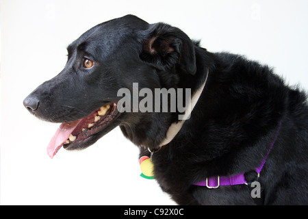 Nero Labrador Retriever cane pet Foto Stock