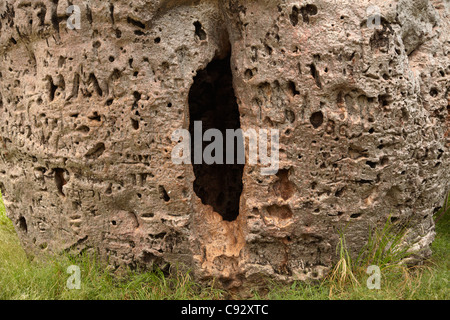 Storica prigione Boab Tree, Derby, regione di Kimberley, Australia occidentale, Australia Foto Stock