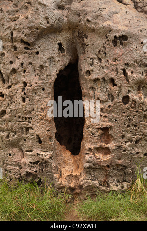 Storica prigione Boab Tree, Derby, regione di Kimberley, Australia occidentale, Australia Foto Stock