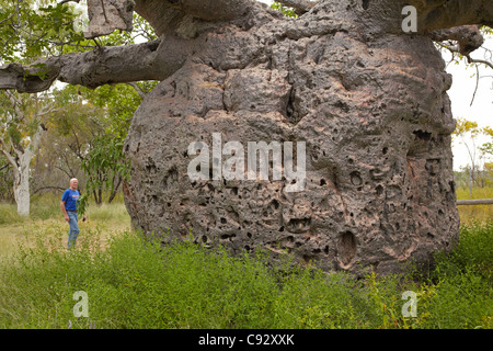 Storica prigione Boab Tree, Derby, regione di Kimberley, Australia occidentale, Australia Foto Stock