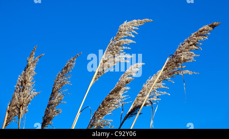 Cime di alte erbe sventolare nel vento. Sparato contro un cielo blu. Foto Stock