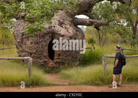 Storica prigione Boab Tree, Derby, regione di Kimberley, Australia occidentale, Australia Foto Stock