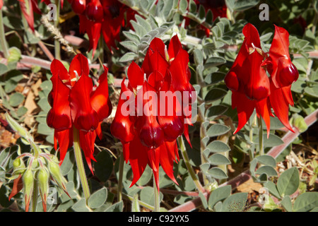 Sturt Pea ( Swainsona formosa ), Halls Creek, regione di Kimberley, Australia occidentale, Australia Foto Stock