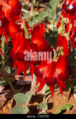 Sturt Pea ( Swainsona formosa ), Halls Creek, regione di Kimberley, Australia occidentale, Australia Foto Stock