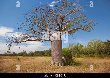 Boab tree, vicino a Warmun (Turchia Creek), Great Northern Highway, regione di Kimberley, Australia occidentale, Australia Foto Stock