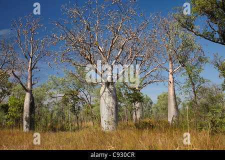 Alberi Boab, Great Northern Highway, vicino a Kununurra, regione di Kimberley, Australia occidentale, Australia Foto Stock