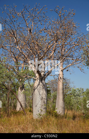 Alberi Boab, Great Northern Highway, vicino a Kununurra, regione di Kimberley, Australia occidentale, Australia Foto Stock