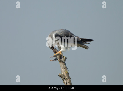 Nero Kite con spallamento anche chiamato Black winged Kite Elanus caerulcus appollaiato sul ramo morto mangiando un ratto aveva catturato Foto Stock