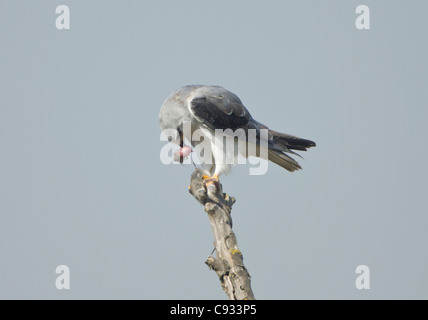 Nero Kite con spallamento anche chiamato Black winged Kite Elanus caerulcus appollaiato sul ramo morto mangiando un ratto aveva catturato Foto Stock