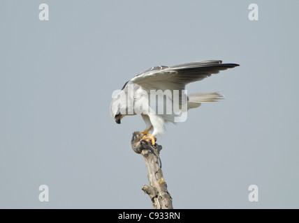 Nero Kite con spallamento anche chiamato Black winged Kite Elanus caerulcus appollaiato sul ramo morto mangiando un ratto aveva catturato Foto Stock