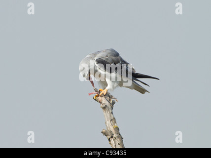 Nero Kite con spallamento anche chiamato Black winged Kite Elanus caerulcus appollaiato sul ramo morto mangiando un ratto aveva catturato Foto Stock