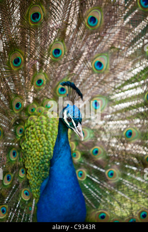 Inghilterra, Kent, Wingham. Peacock visualizzazione a Wingham Wildlife Park. Foto Stock