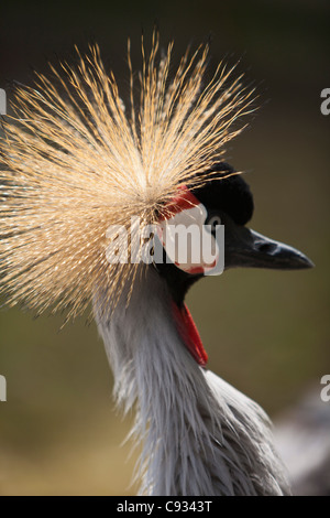 Inghilterra, Kent, Wingham. Grey Crowned Crane a Wingham Wildlife Park nel Sud Est di Kent. Foto Stock