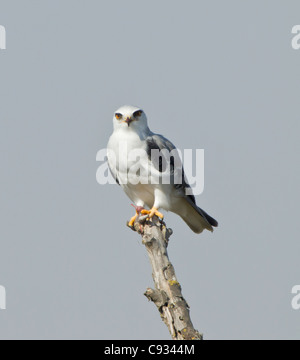 Nero Kite con spallamento anche chiamato Black winged Kite Elanus caerulcus appollaiato sul ramo morto mangiando un ratto aveva catturato Foto Stock