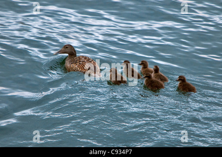 Un comune eider e i suoi pulcini. Eiders sono diffusi lungo le coste dell'Islanda. Foto Stock