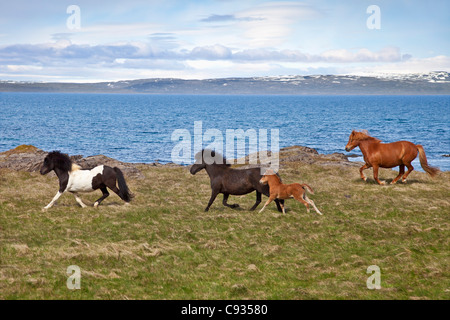 Cavalli islandesi per correre liberamente lungo la costa di Vatnsnes Peninusla. Foto Stock