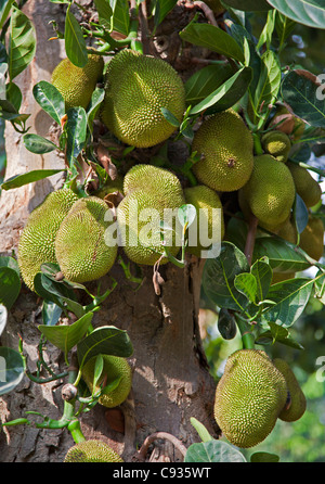 Provenienti dalle foreste pluviali del i Ghati Occidentali dell India, jackfruit è il più grande albero carico di frutti commestibili nel mondo. Foto Stock