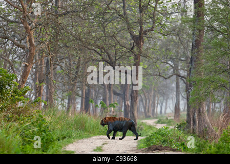 Nel tardo pomeriggio, un Royal tigre del Bengala, fresco di una palude melmosa, attraversa una traccia nel Parco Nazionale di Kaziranga. Foto Stock