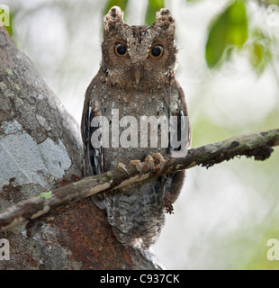 Il minuscolo Sokoke Assiolo nella foresta Arabuko-Sokoke vicino a Malindi. Foto Stock