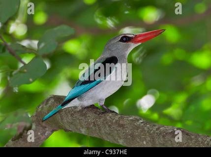 Una mangrovia Kingfisher presso il MIDA Creek, Watamu. Foto Stock