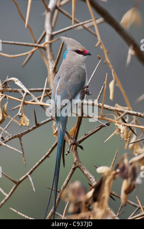 Un Blu-naped Mousebird nel paese a secco verso il lago Magadi. Foto Stock