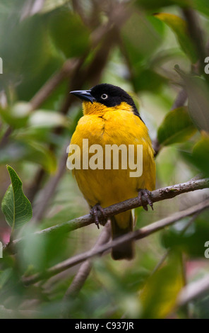 Un Baglafecht Weaver. Foto Stock